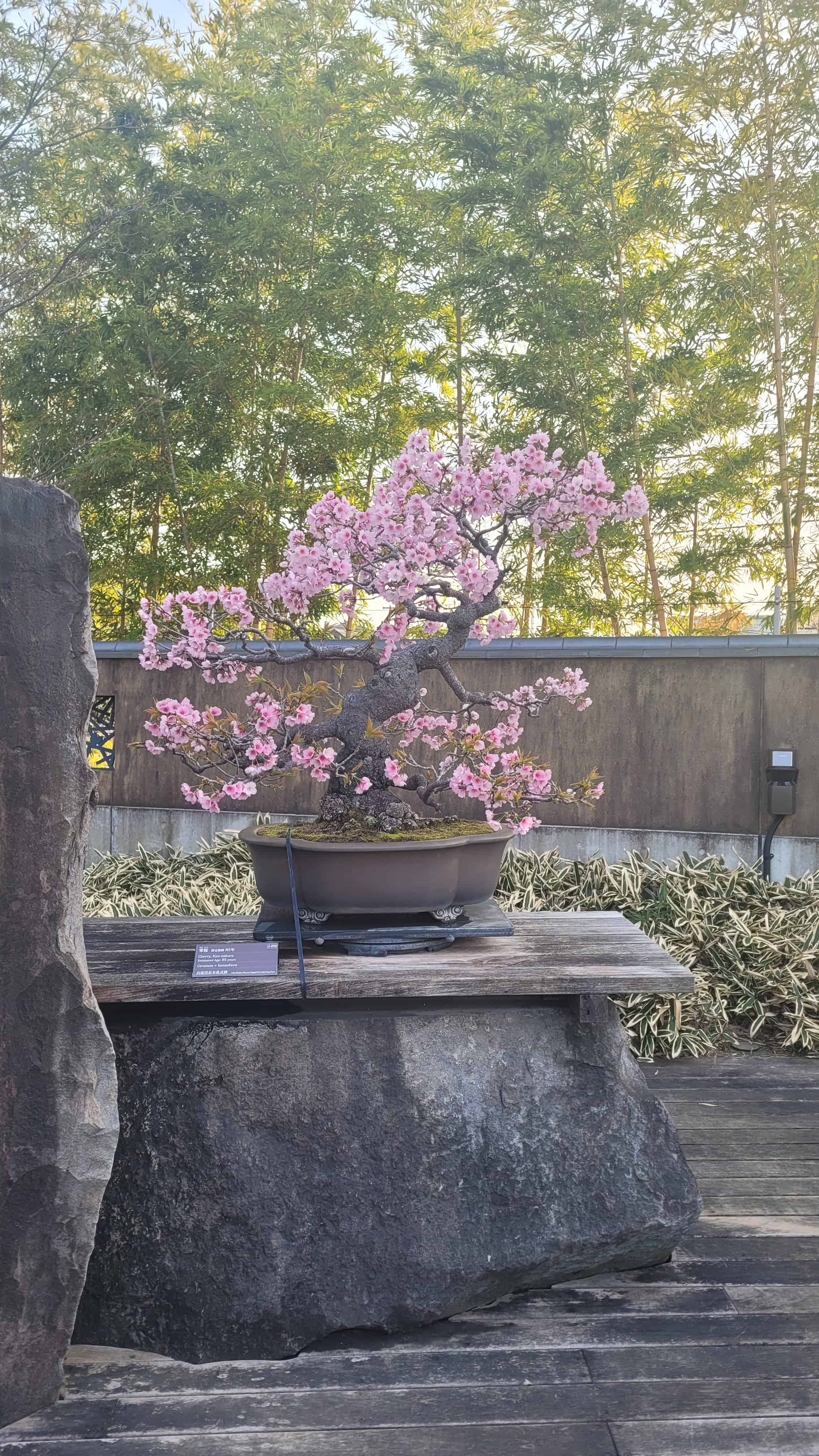 A plum bonsai tree from omiya museum in Japan